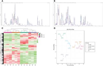 Integrating transcriptomics and metabolomics to analyze quinoa (Chenopodium quinoa Willd.) responses to drought stress and rewatering